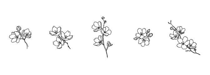 black line art of cherry blossom flower vector collection © SecretCanvas