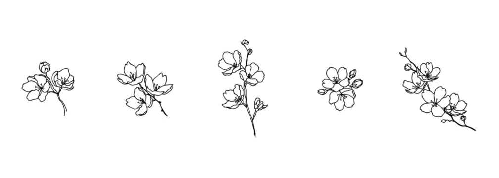 black line art of cherry blossom flower vector collection