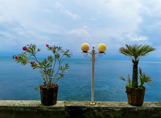 Pink oleander and palm tree grow in wooden pots on the seaside promenade. View of the sea and blue...