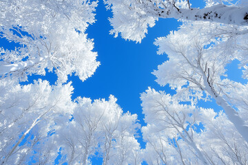 Fototapeta premium Snow-covered trees under a clear winter sky, bottom view