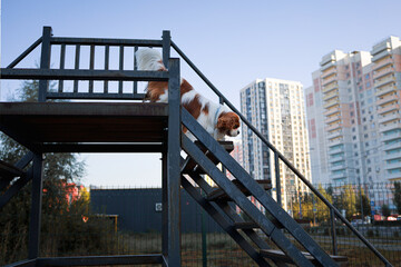 Fototapeta premium Cavalier King Charles Spaniel Blenheim color. Dog training on the dog park, playing with a ball, stairs.