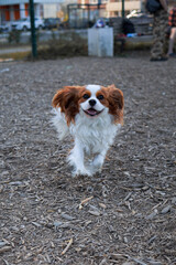 Cavalier King Charles Spaniel Blenheim color. Dog training on the dog park, playing with a ball, stairs.