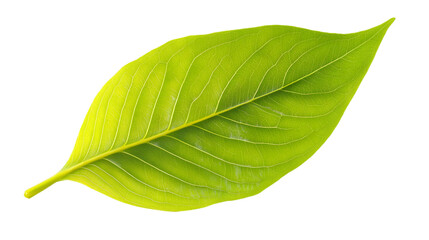 Fototapeta premium A fresh green leaf isolated on white background 