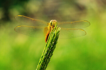 Funny animal face, dragonfly insect sits on green spikelet pole in garden on blurred background...