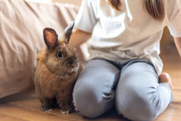A pretty little girl is playing with a pet rabbit. Pets concept.