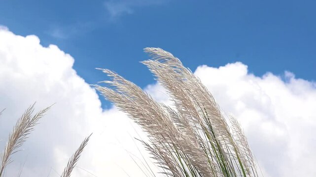 Close-up Shot Beautiful view, Autumn Icon White Kashful (Saccharum spontaneum) flower swaying in the wind in the field with afternoon sunlight reflection