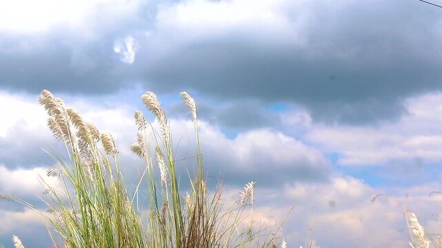 Beautiful white kash or kans grass flower, Saccharum spontaneum, and storm clouds in the blue sky 