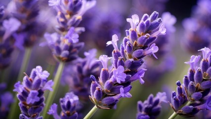 Lavender aromatherapy. Lavender flowers.