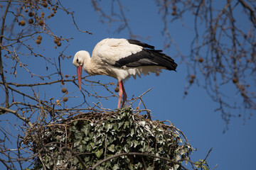 Majestic White Stork on Ivy-Covered Nest in Winter Landscape