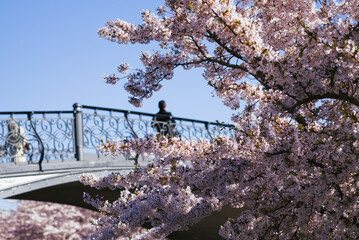 Cherry blossom in spring