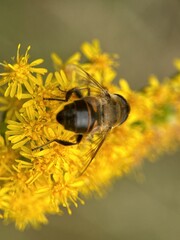 bee on a yellow flower