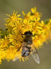 bee on a yellow flower