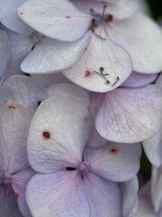 close macro shot of a flower