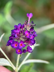 close macro shot of a flower