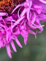 close macro shot of a flower