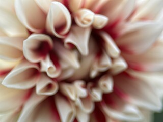 close macro shot of a flower