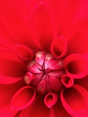 close macro shot of a flower