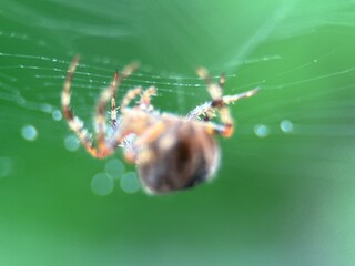 spider on spider web on a normal day