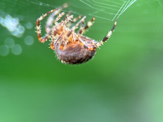 spider on spider web on a normal day