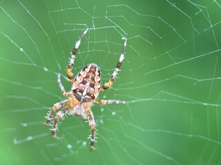 spider on spider web on a normal day