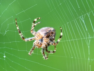 spider on spider web on a normal day