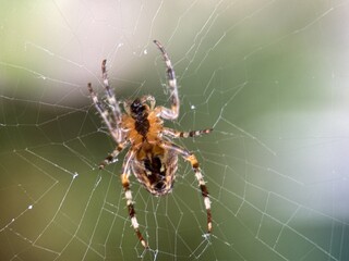 spider on spider web on a normal day