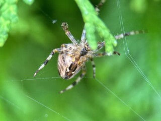 spider on spider web on a normal day