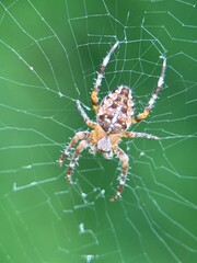 spider on spider web on a normal day