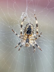 spider on spider web on a normal day