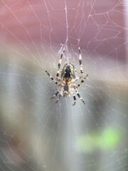 spider on spider web on a normal day