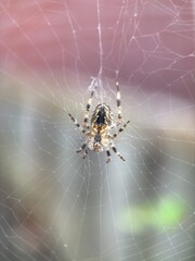 spider on spider web on a normal day
