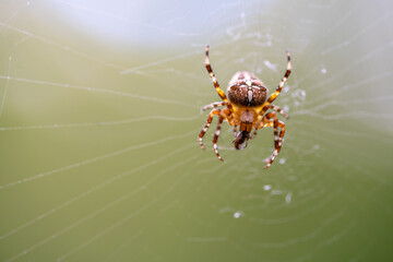 Spider (Araneus diadematus) catches prey in web and starts eating it