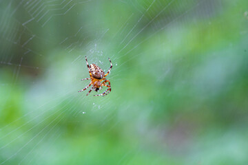 Spider (Araneus diadematus) catches prey in web and starts eating it
