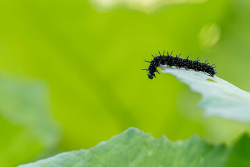 Caterpillar of the peacock butterfly (Inachis io) on green leaves.