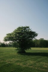 tree in the middle of the field