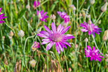 close-up: pink-lilac annual everlasting or immortelle flower with longated elongated silvery-gray leaves with many immortelle flowers on its background