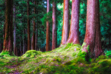 Beautiful mystical landscape view of green forest with ceder trees and dramatic light