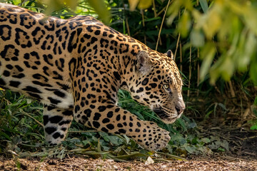 Jaguar on patrol