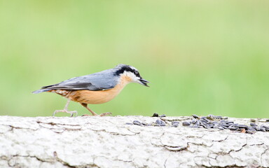 Common bird Sitta europaea aka Eurasian nuthatch with the seed in his beak. Very close-up portrait. Isolated on blurred background.
