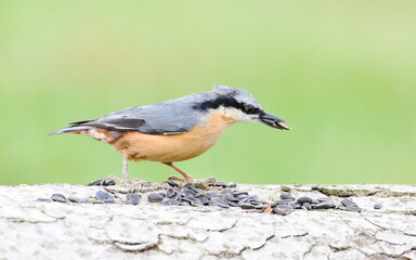 Common bird Sitta europaea aka Eurasian nuthatch with the seed in his beak. Very close-up portrait. Isolated on blurred background.