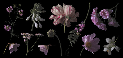 set or collection of pink and white garden flowers and wildflowers isolated over a dark background,...