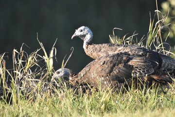Wild turkeys in a field