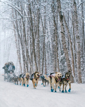 Snowy Iditarod Days