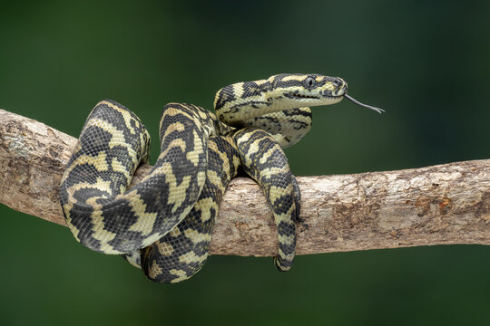 The Jungle Carpet Python (Morelia spilota cheynei) is a striking and popular python species native to the rainforests of Australia and Papua New Guinea.