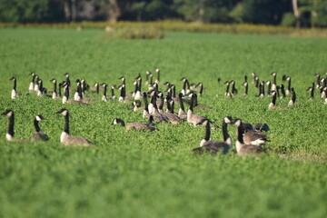 A flock of Canada geese 