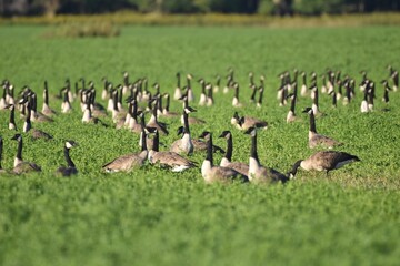 A flock of Canada geese 