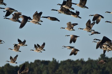 A flock of Canada geese 