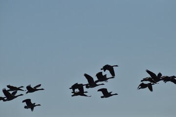 A flock of Canada geese 
