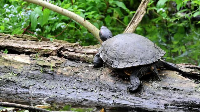 Turtle on a stump, red-cheeked turtle on a tree trunk, wild water turtle sunbathing on a tree stump