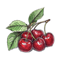 Retro-style drawing of a bunch of cherries. Ink and watercolor art on a transparent background